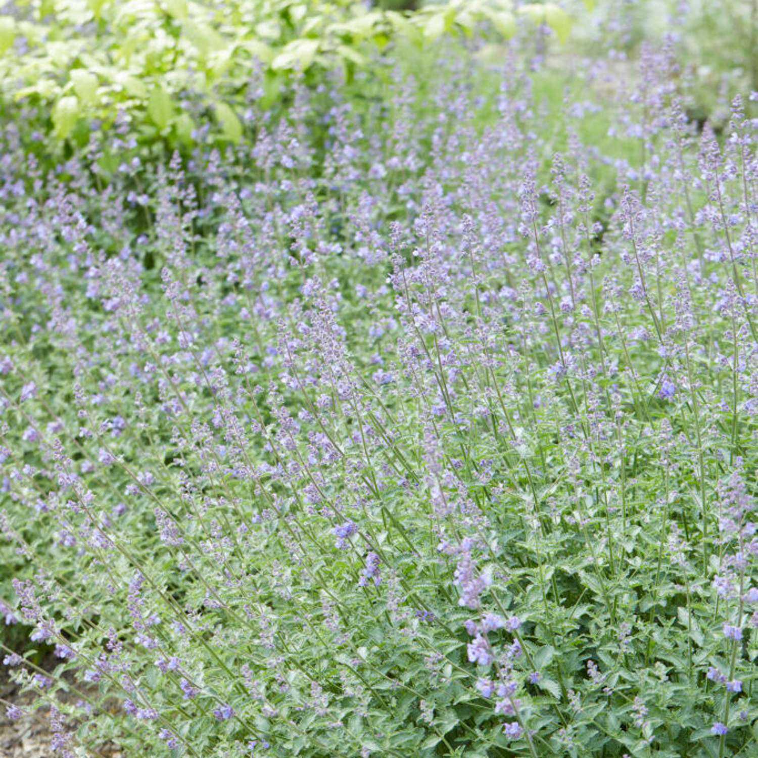 Mirrinminttu 'Walker's Low' (Nepeta × faassenii)
